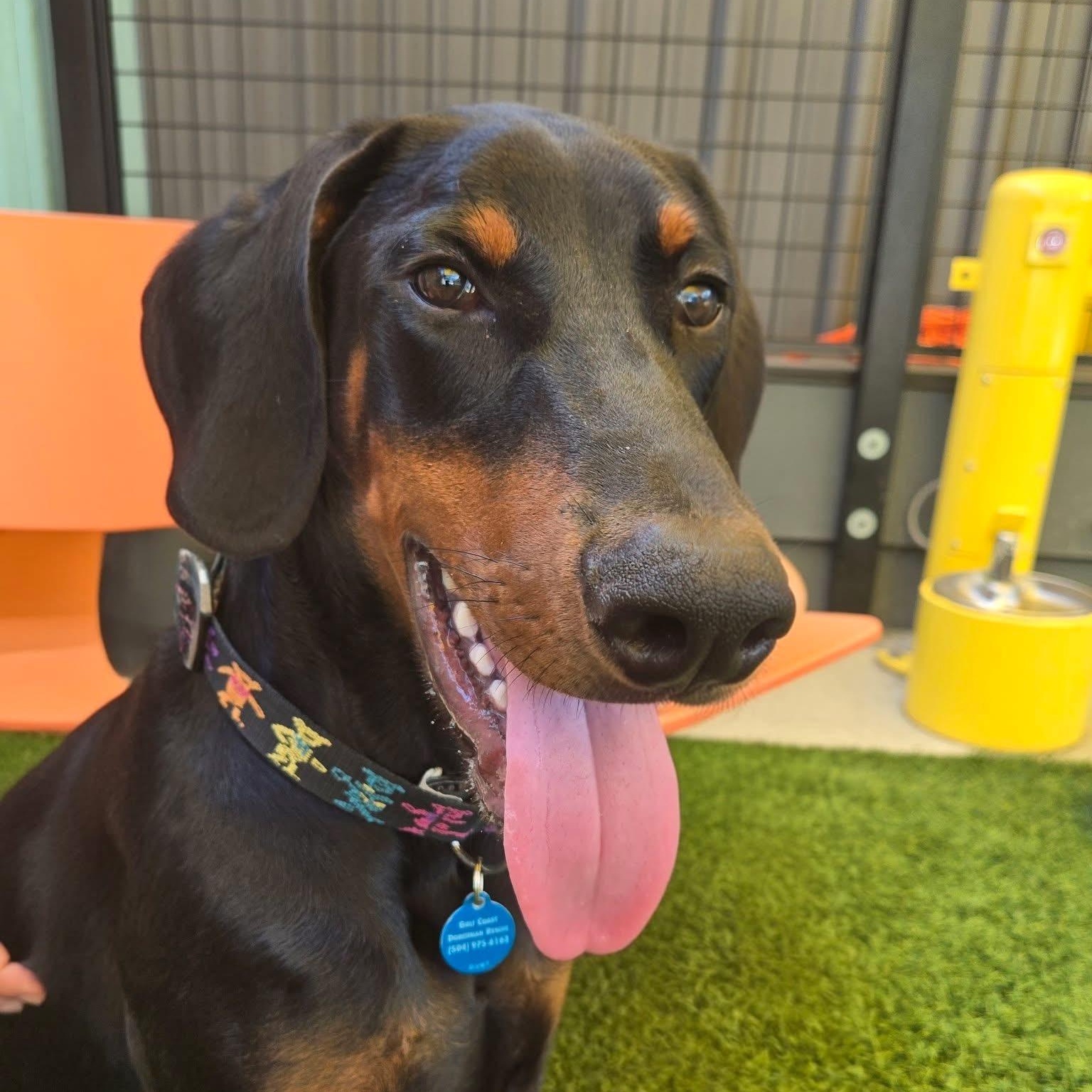 Enlarge Huxley, a ADOPTABLE Doberman Pinscher in Harahan, LA image 2/3
