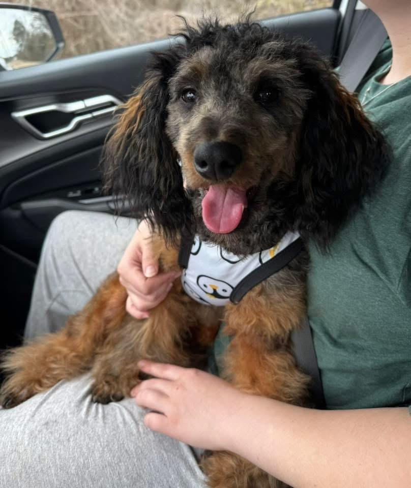 Remy, a Adoptable Miniature Poodle in Fairfax, VA image 2/5