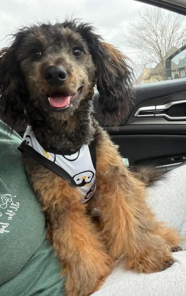 Remy, a Adoptable Miniature Poodle in Fairfax, VA image 5/5