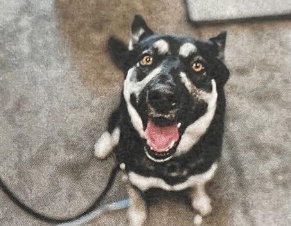 Enlarge Helga - 2, a Adoptable mixed breed in Daytona Beach, FL image 1/1