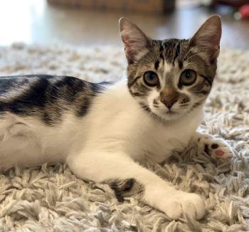 Enlarge Parker (Jeffy), a ADOPTABLE Domestic Short Hair in Davis, CA image 1/2