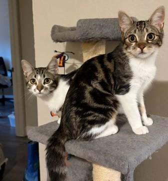 Enlarge Parker (Jeffy), a ADOPTABLE Domestic Short Hair in Davis, CA image 2/2