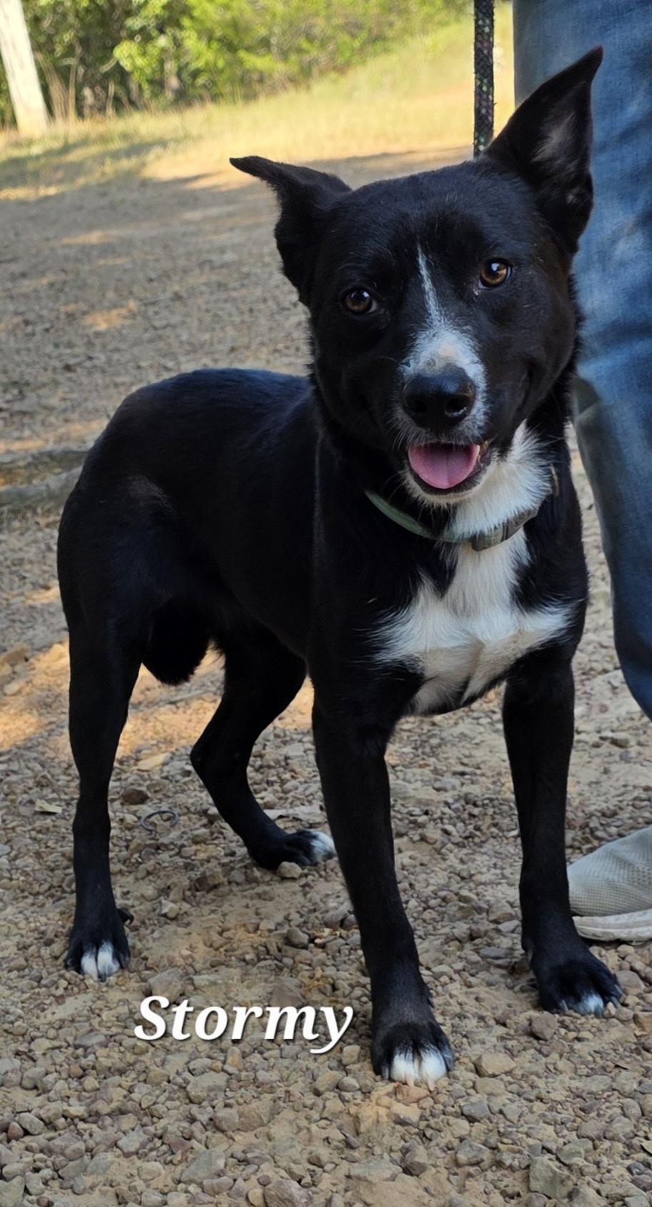 Stormy, a Adoptable mixed breed in Warren, RI image 1/5