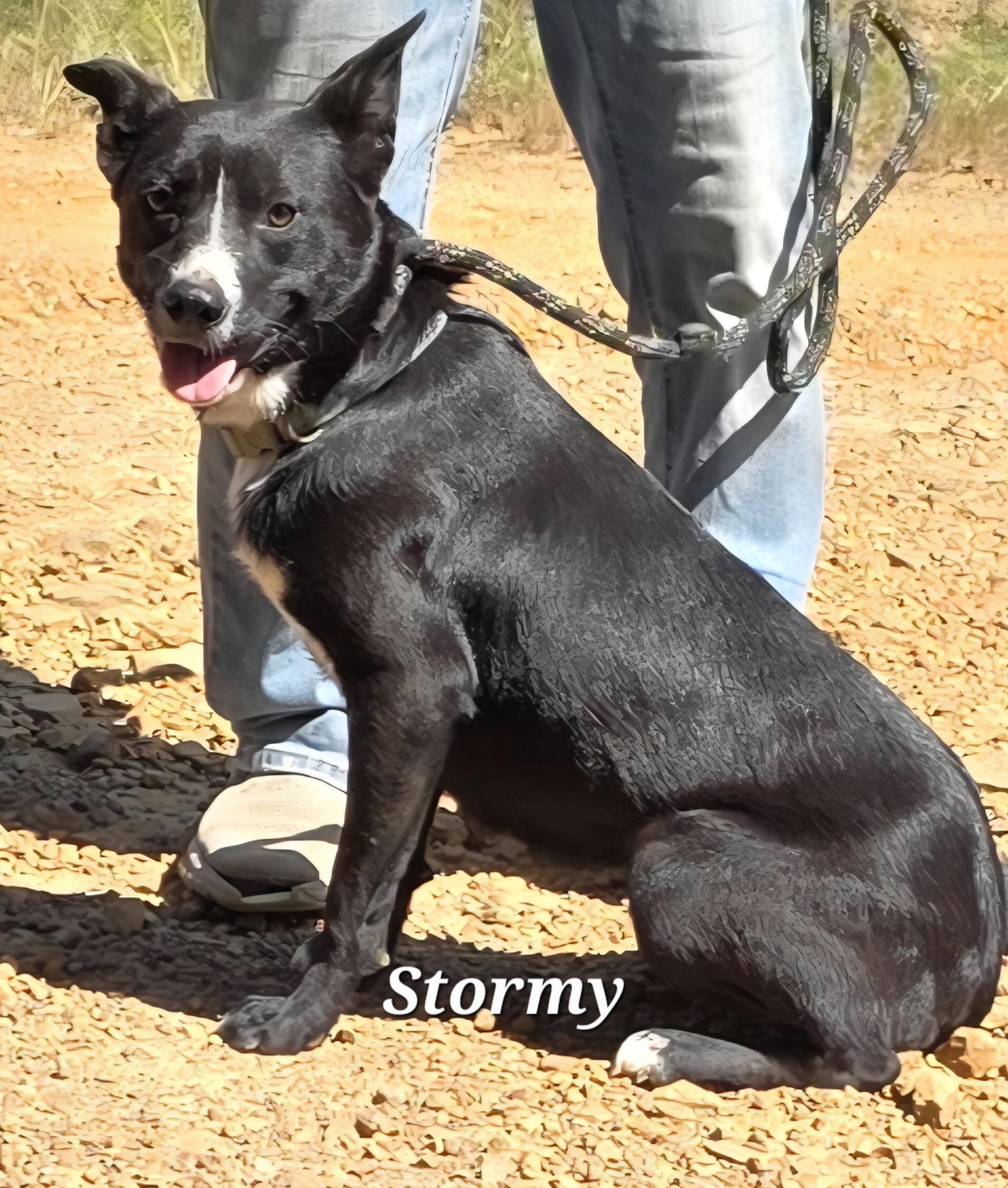 Stormy, a Adoptable mixed breed in Warren, RI image 2/5