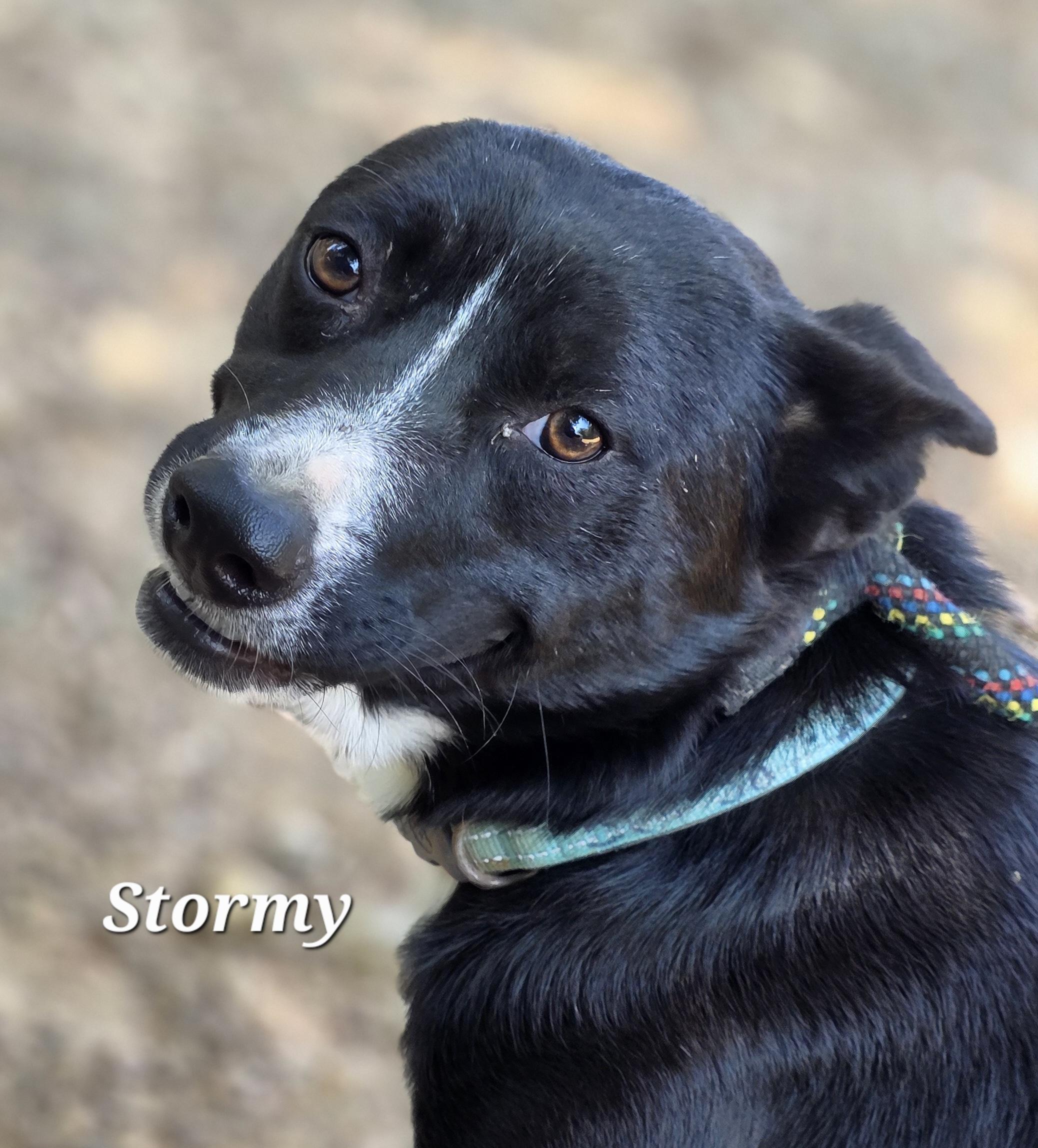 Stormy, a Adoptable mixed breed in Warren, RI image 4/5