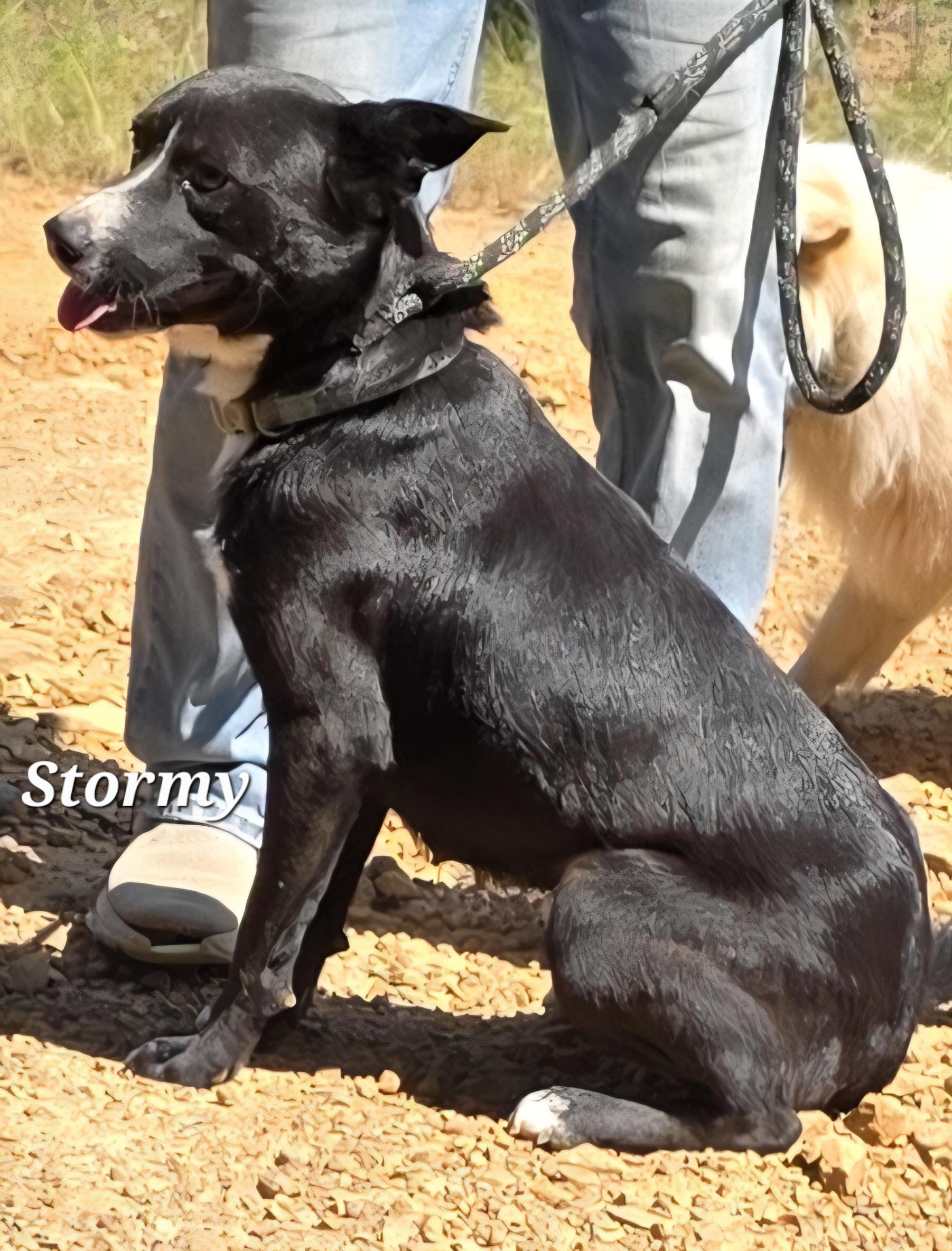 Stormy, a Adoptable mixed breed in Warren, RI image 5/5
