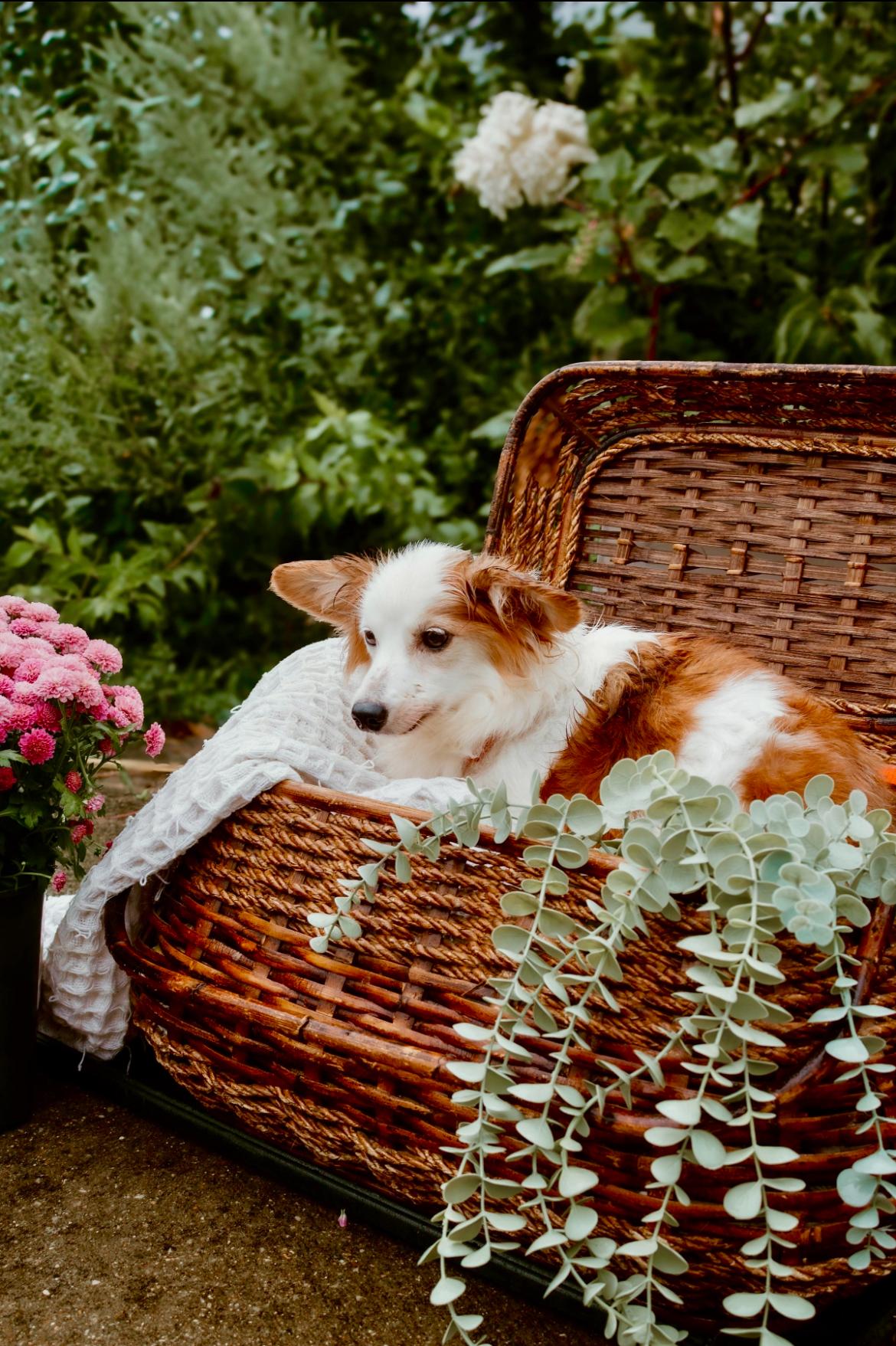 Betty White thumbnail 2