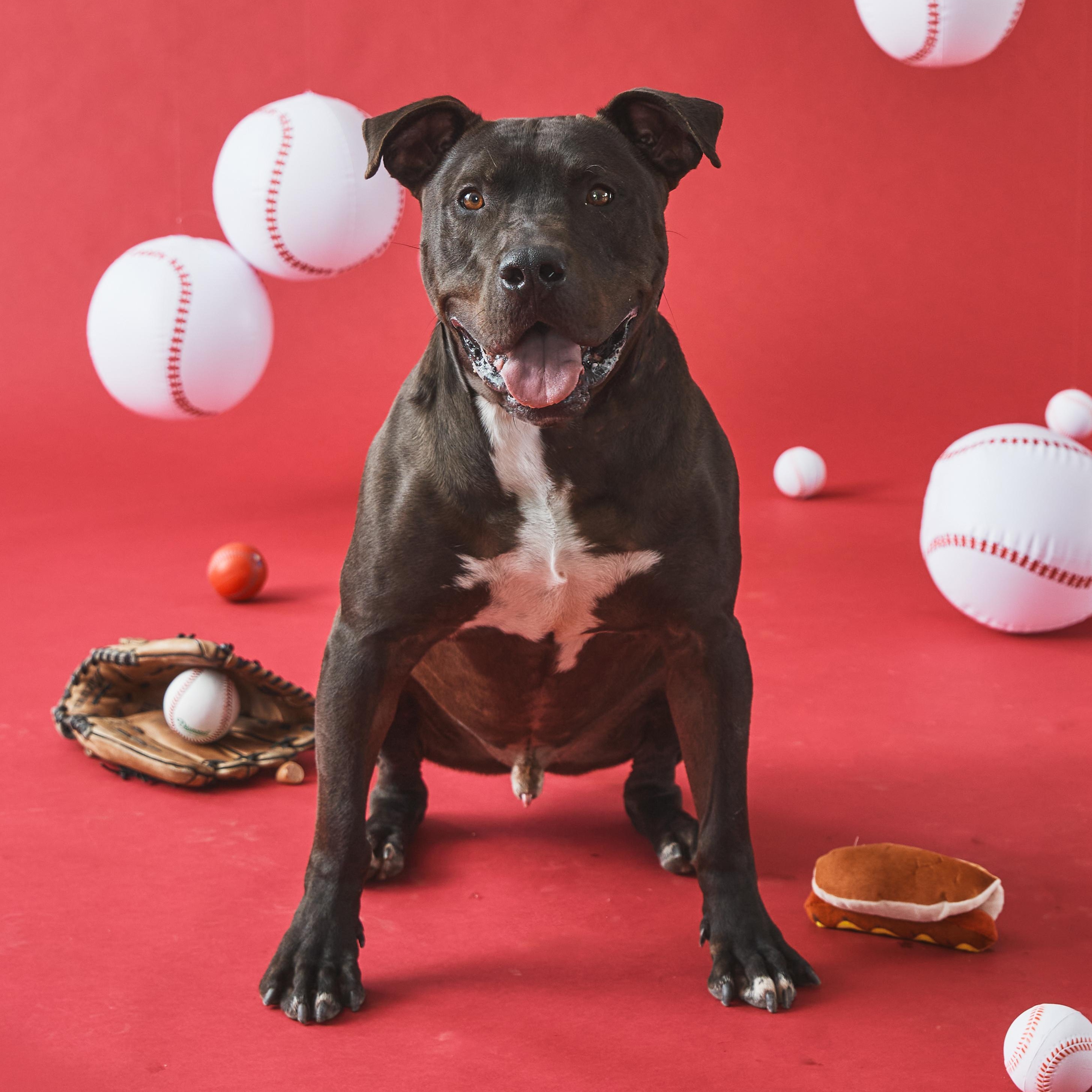 Percy, Adoptable, Adult Male Pit Bull Terrier.