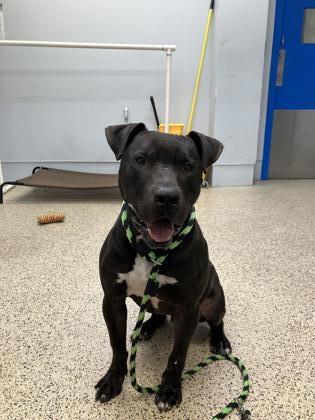 Enlarge Percy, a Adoptable Pit Bull Terrier in Philadelphia, PA image 1/1