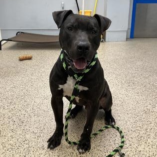 Enlarge Percy, a Adoptable Pit Bull Terrier in Philadelphia, PA image 4/4