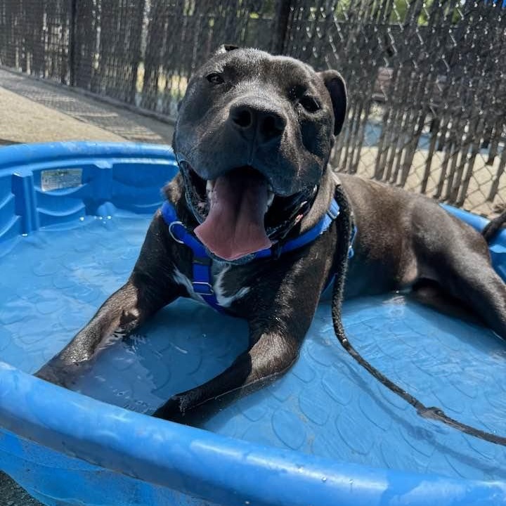 Enlarge Percy, a Adoptable Pit Bull Terrier in Philadelphia, PA image 3/4