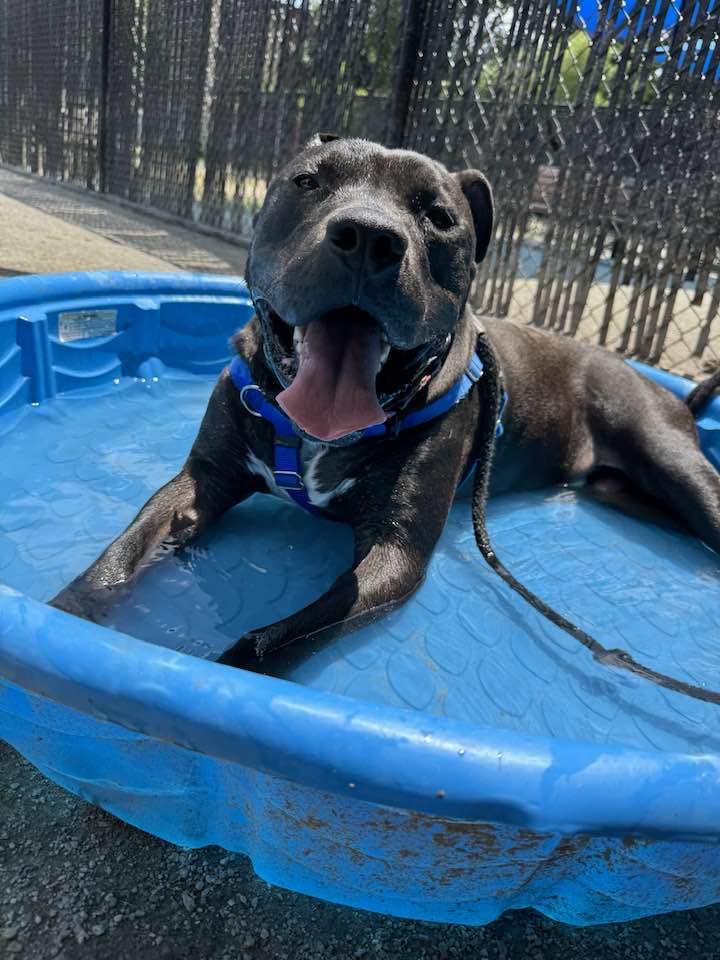 Percy, a Adoptable Pit Bull Terrier in Philadelphia, PA image 2/3