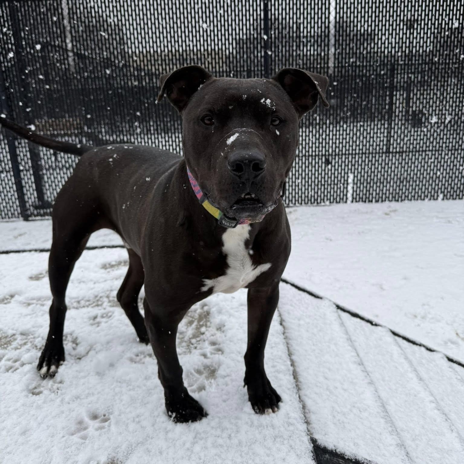 Percy, a Adoptable Pit Bull Terrier in Philadelphia, PA image 1/3