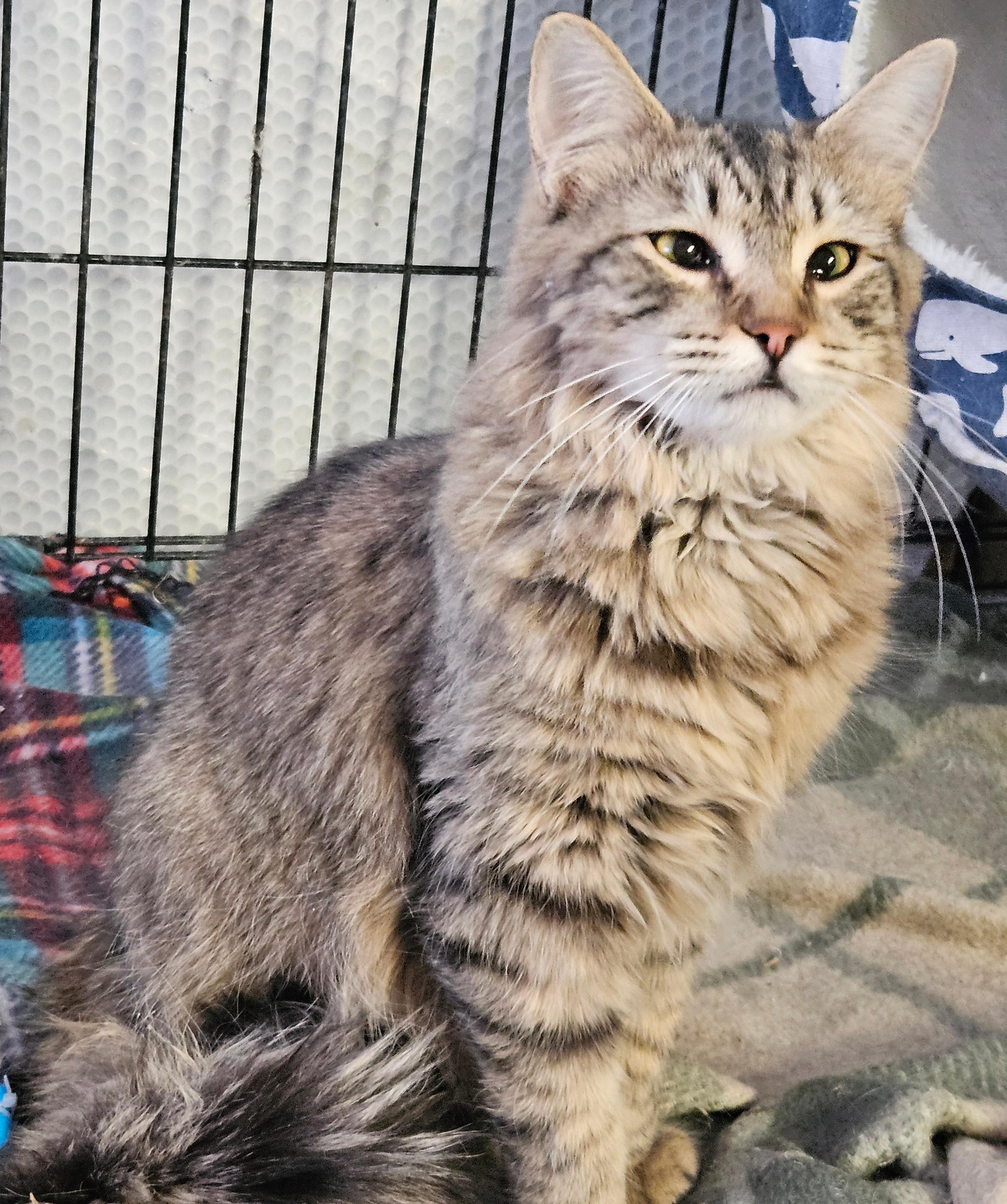 Enlarge Sage, a ADOPTABLE American Curl in Richmond, VA image 1/5