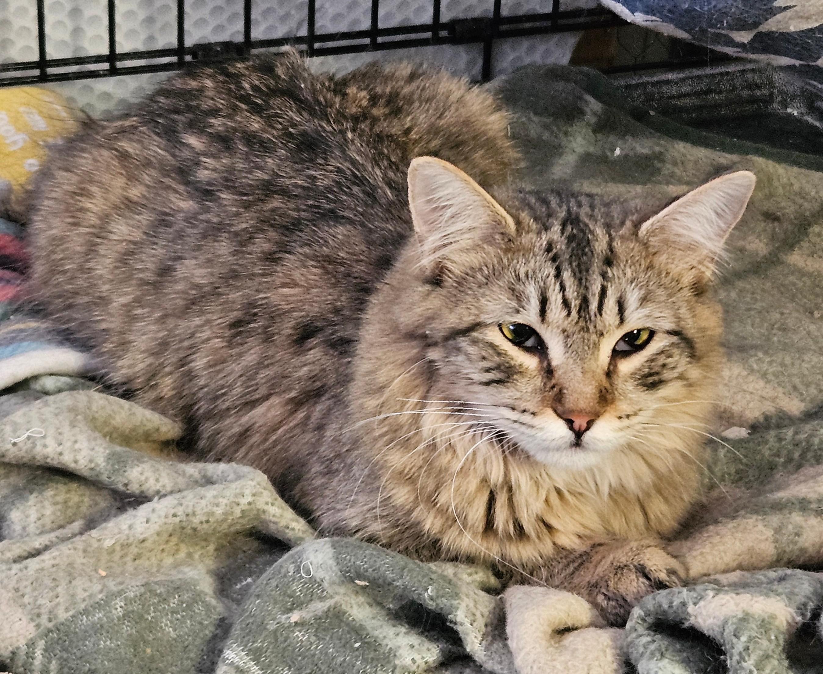Sage, ADOPTABLE, Young Female American Curl.
