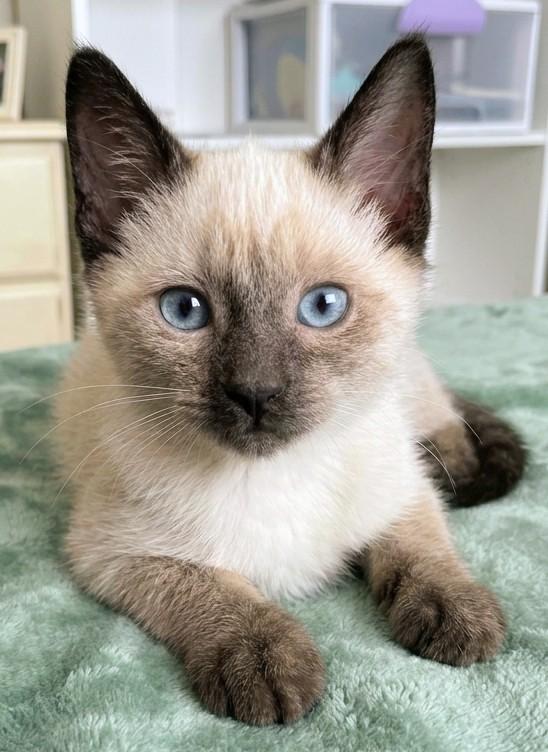 Gold, Adopted, Kitten Male Siamese.