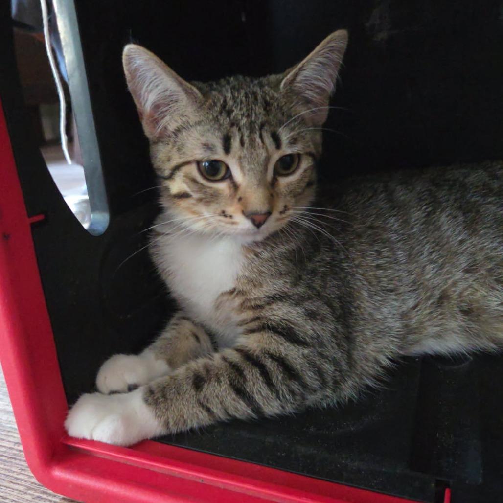 Grace Kelly, Adoptable, Young Female Domestic Short Hair.