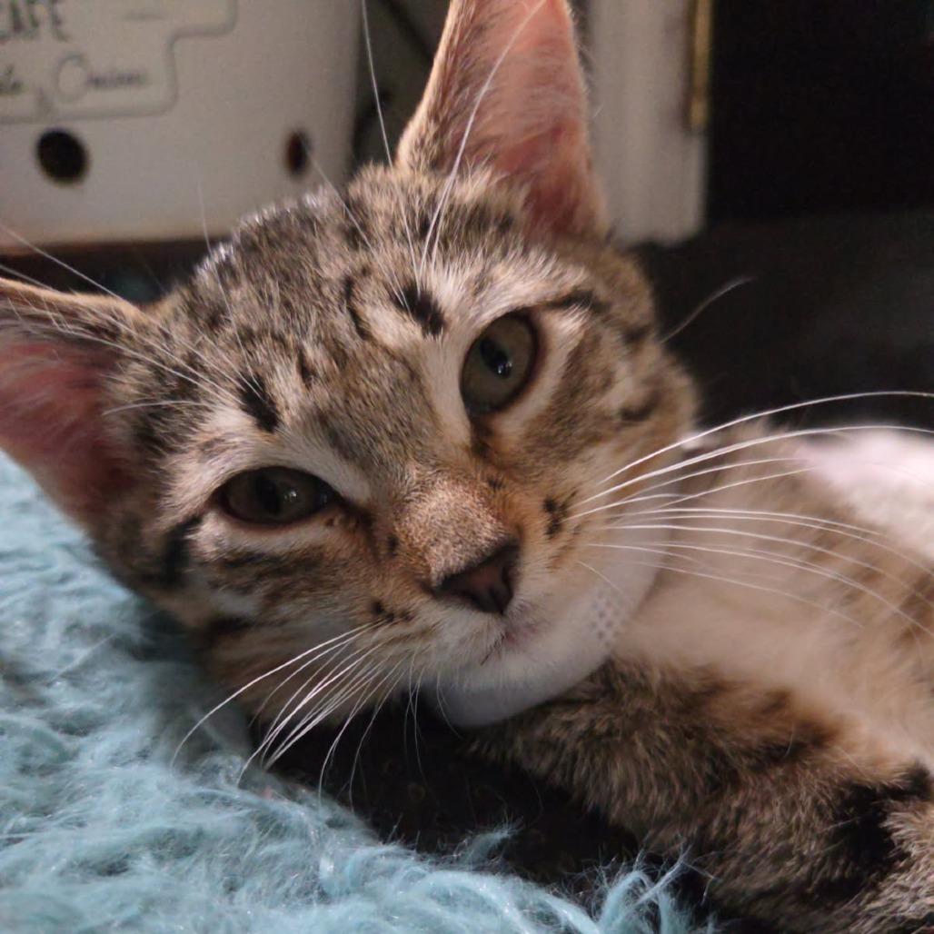 Enlarge Grace Kelly, a Adoptable Domestic Short Hair in Skokie, IL image 3/6