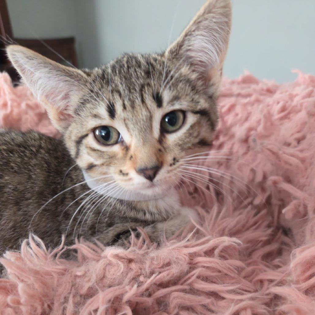 Enlarge Grace Kelly, a Adoptable Domestic Short Hair in Skokie, IL image 4/6