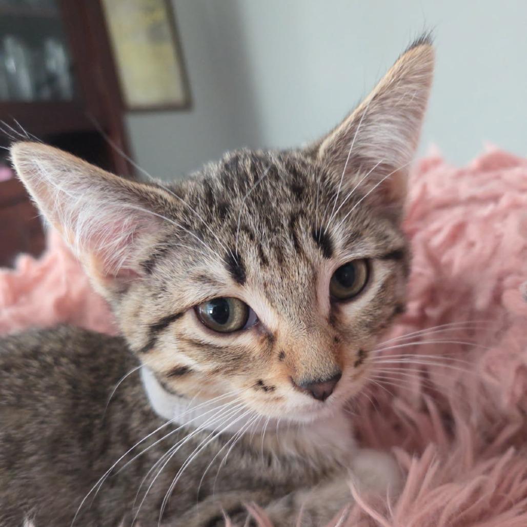 Enlarge Grace Kelly, a Adoptable Domestic Short Hair in Skokie, IL image 6/6
