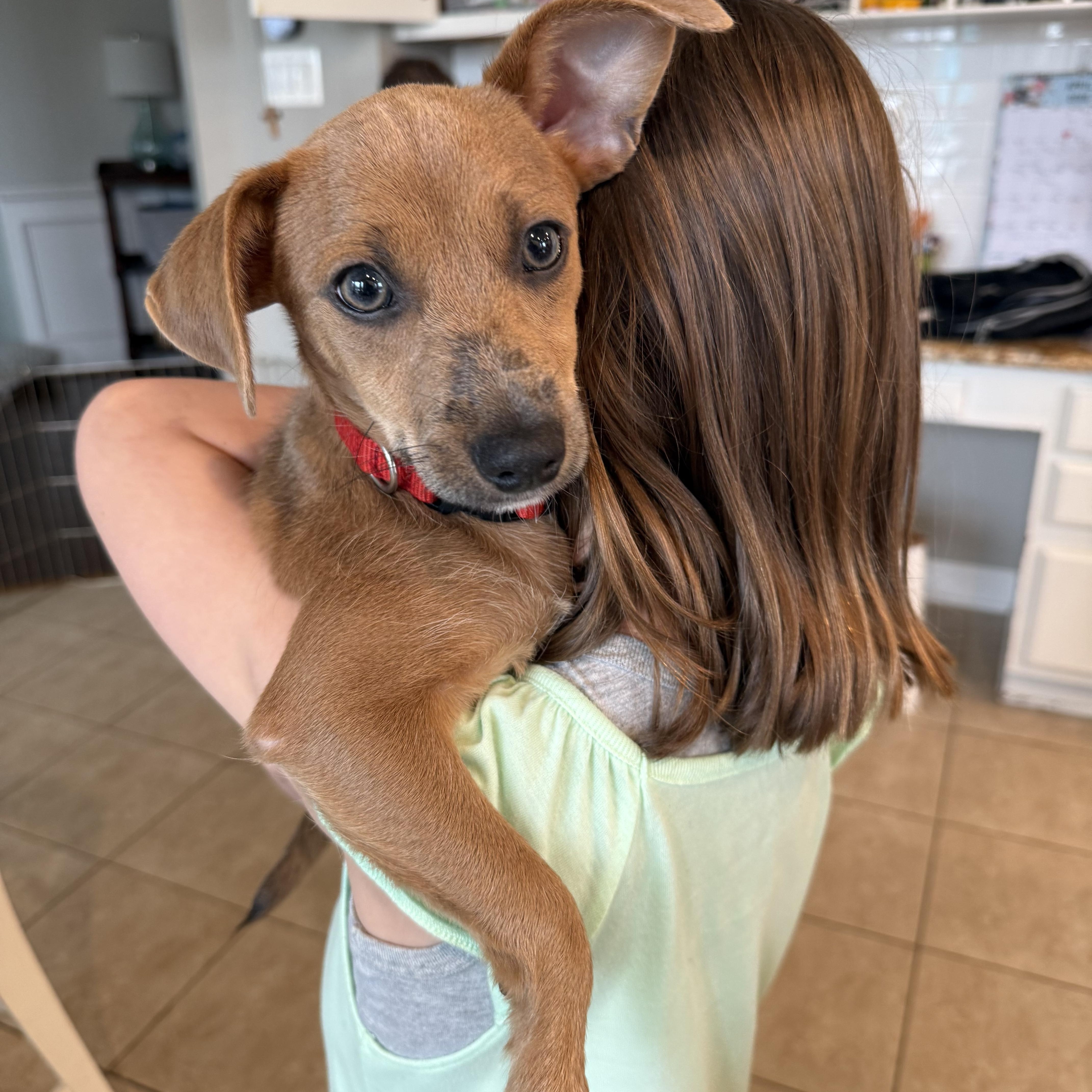 Hazel, a Adoptable mixed breed in Arlington, VA image 4/6