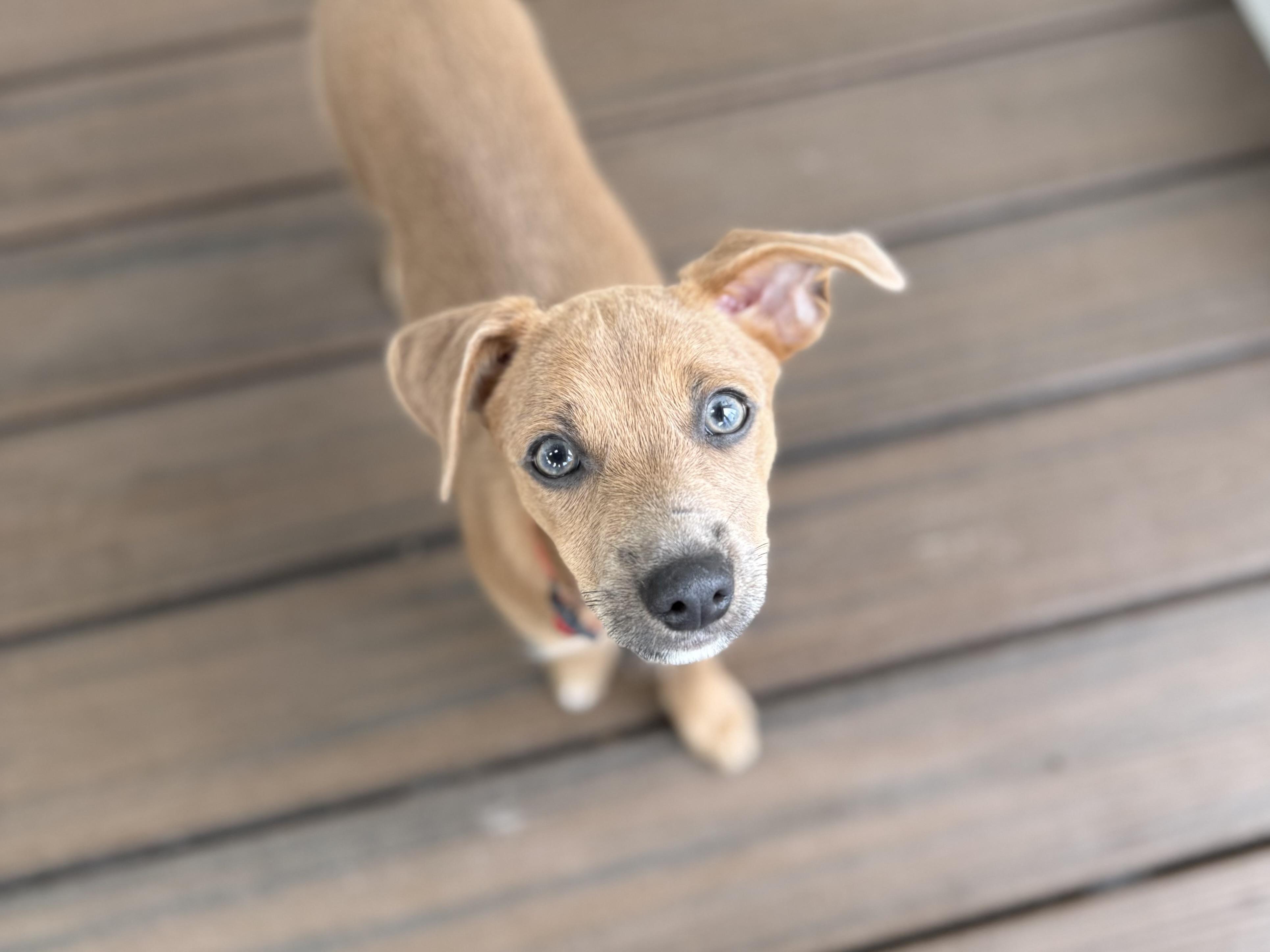 Hazel, a Adoptable mixed breed in Arlington, VA image 2/6