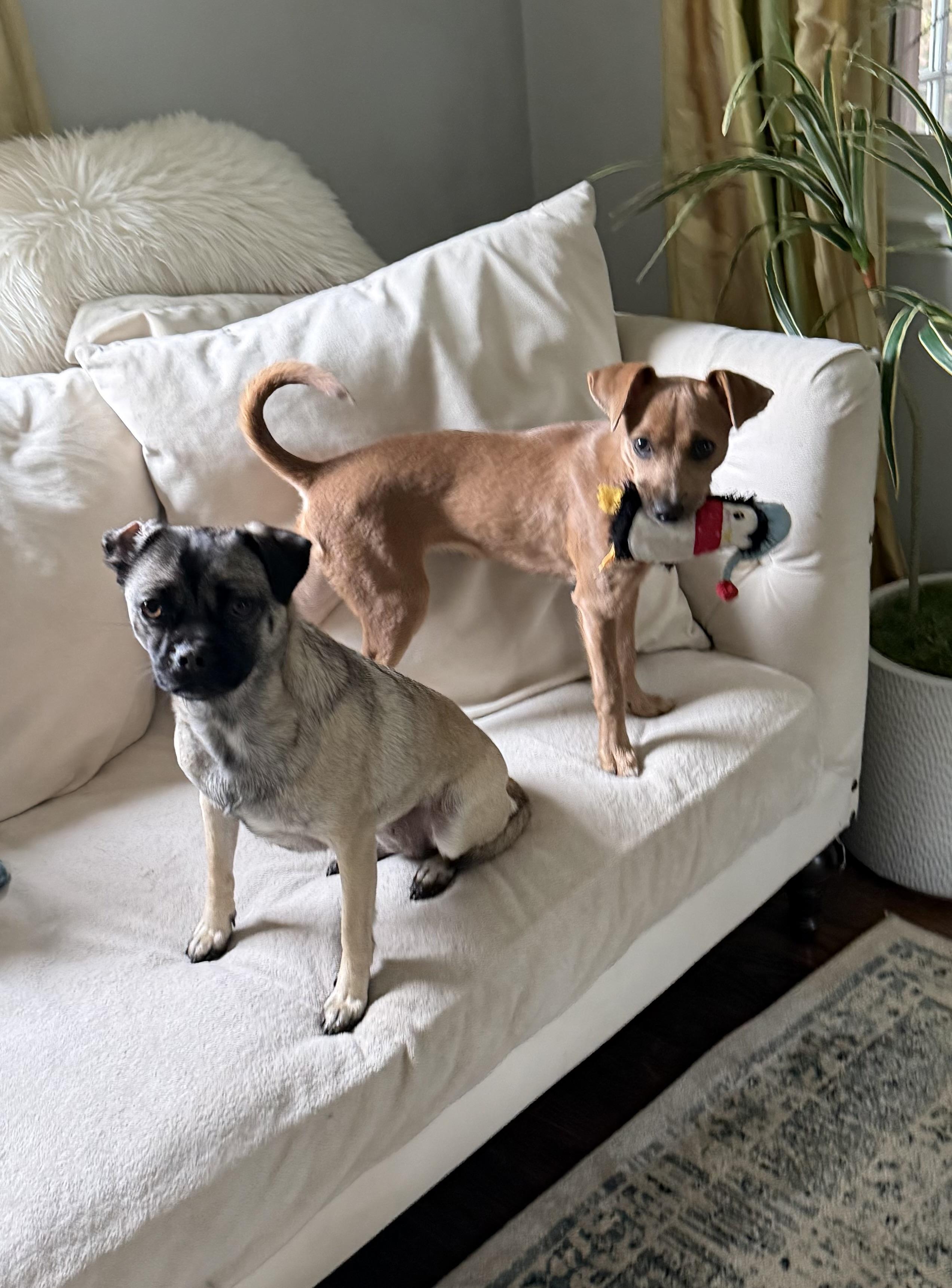 Hazel, a Adoptable mixed breed in Arlington, VA image 5/6