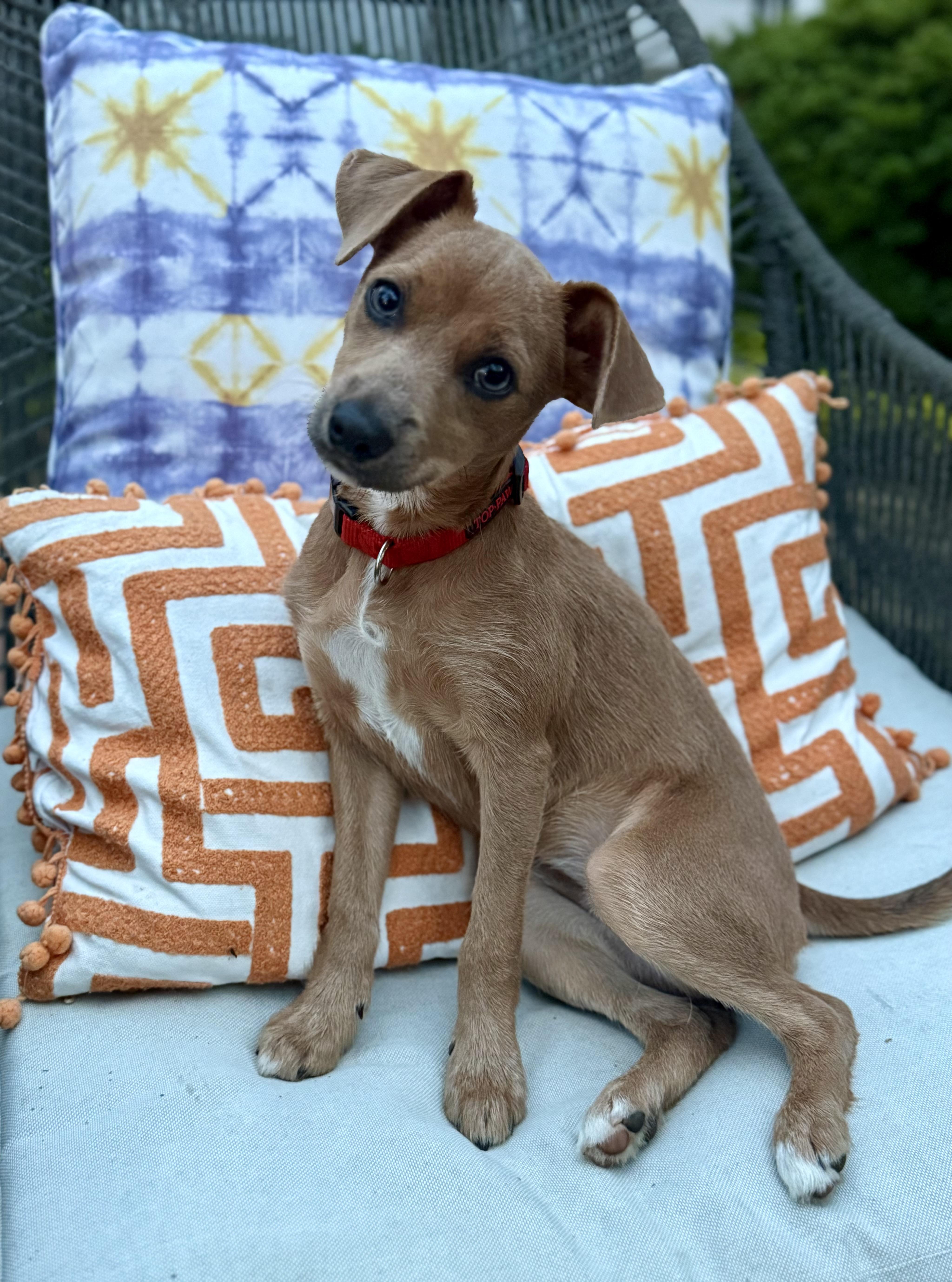 Hazel, a Adoptable mixed breed in Arlington, VA image 1/6