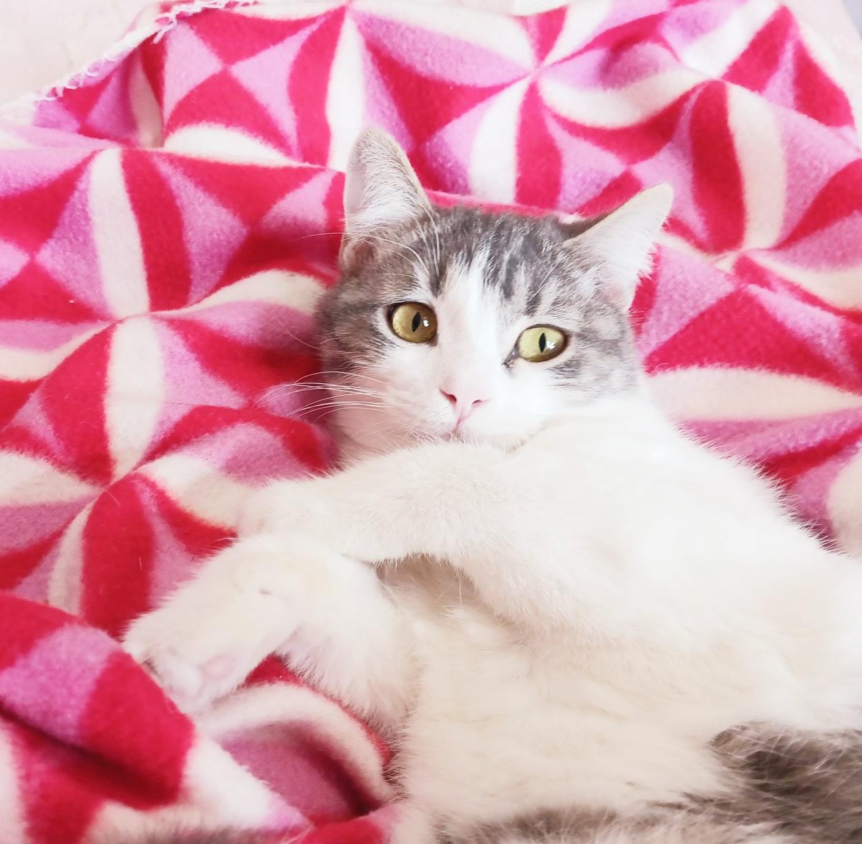 Enlarge Tonka Alexander Purrivaldi, an adopted mixed breed in Mesa, AZ image 2/4