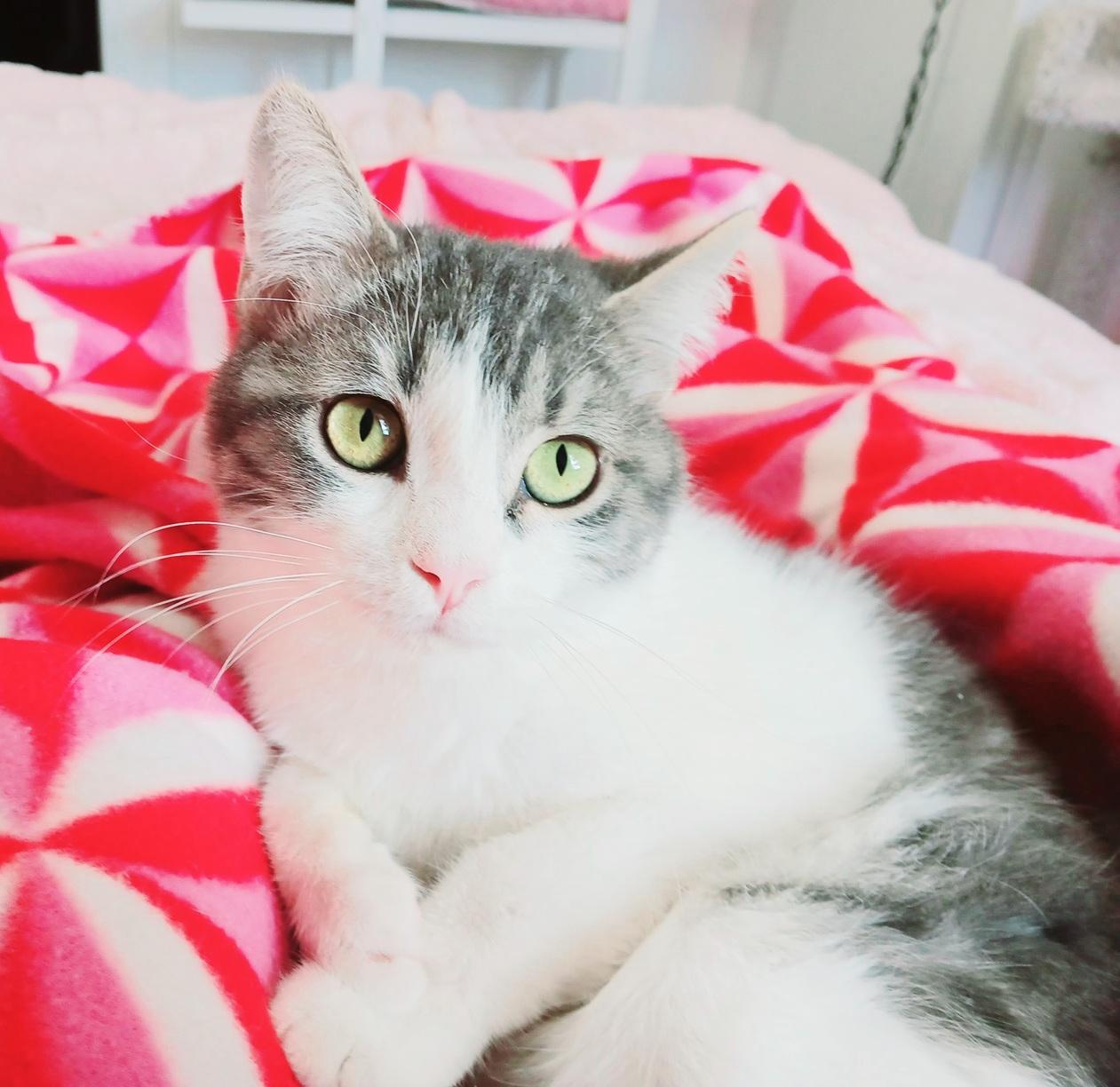 Enlarge Tonka Alexander Purrivaldi, an adopted mixed breed in Mesa, AZ image 1/4