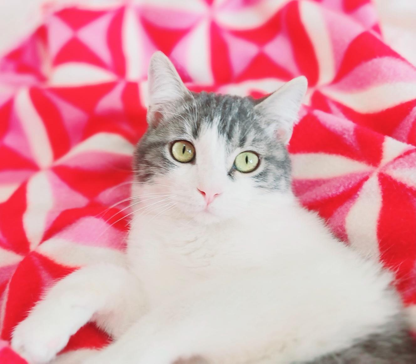 Enlarge Tonka Alexander Purrivaldi, an adopted mixed breed in Mesa, AZ image 3/4