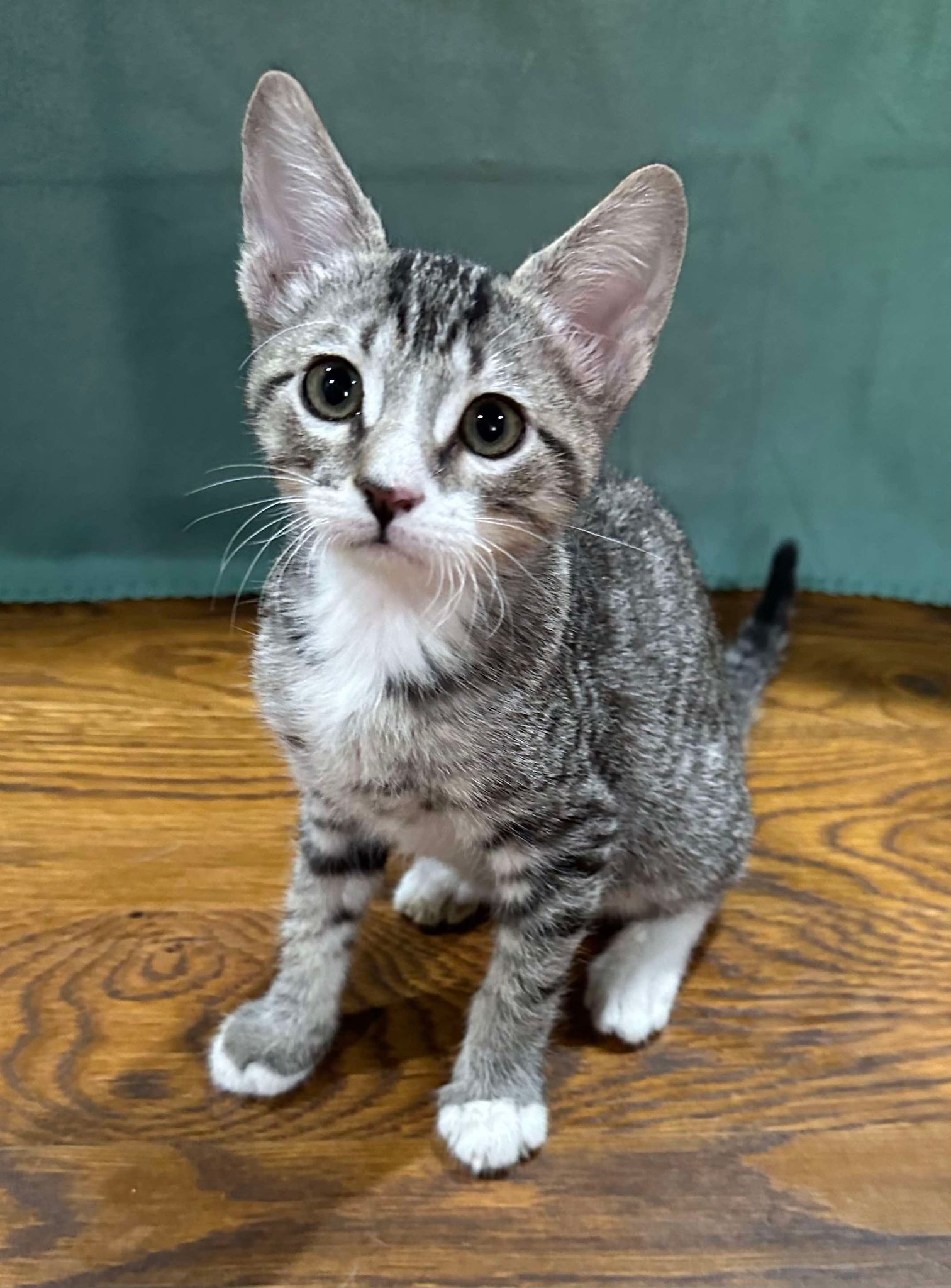 Lenny, Adopted, Kitten Male Tabby.