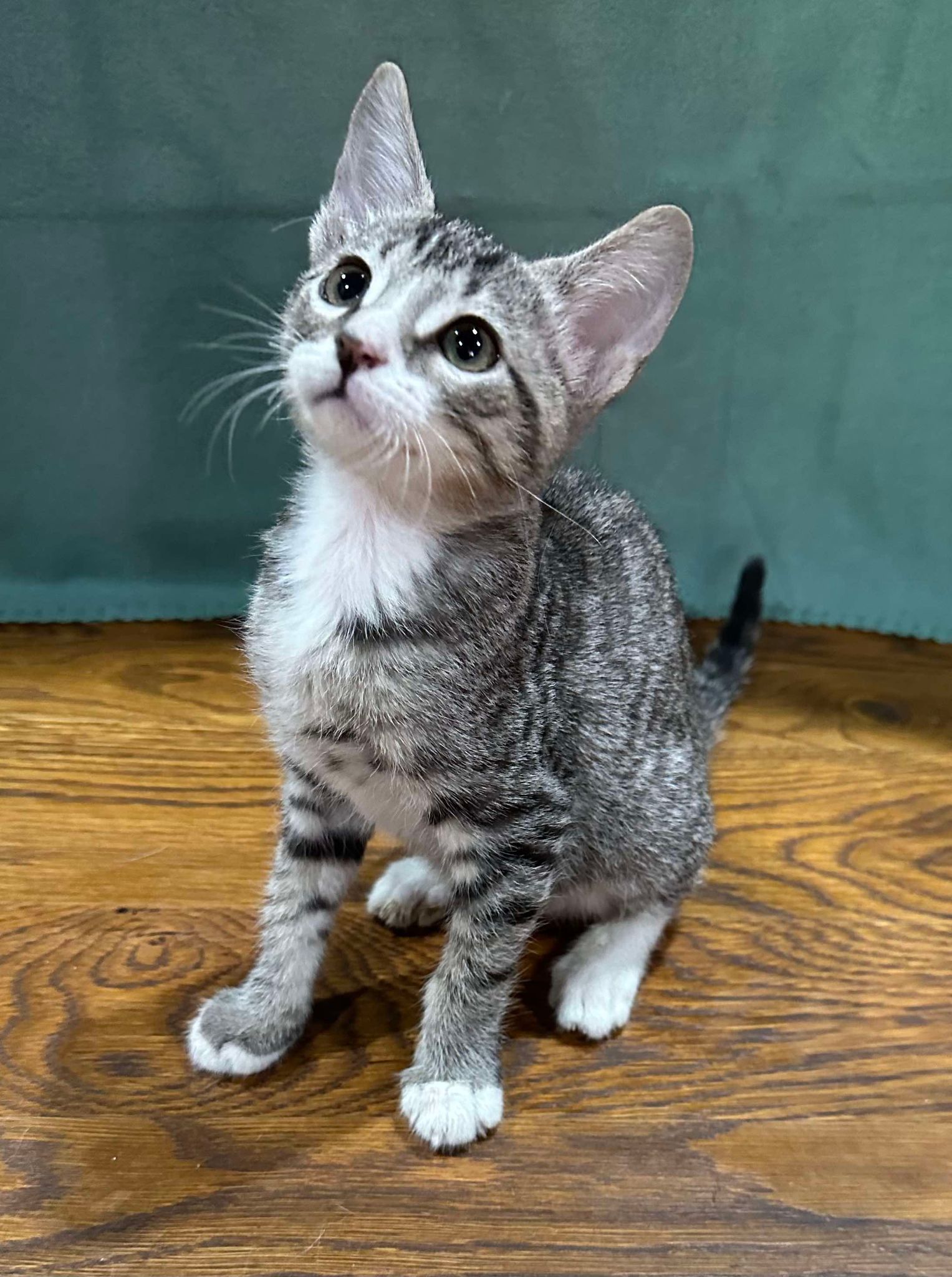 Enlarge Lenny, a Adopted mixed breed in Branson, MO image 2/4