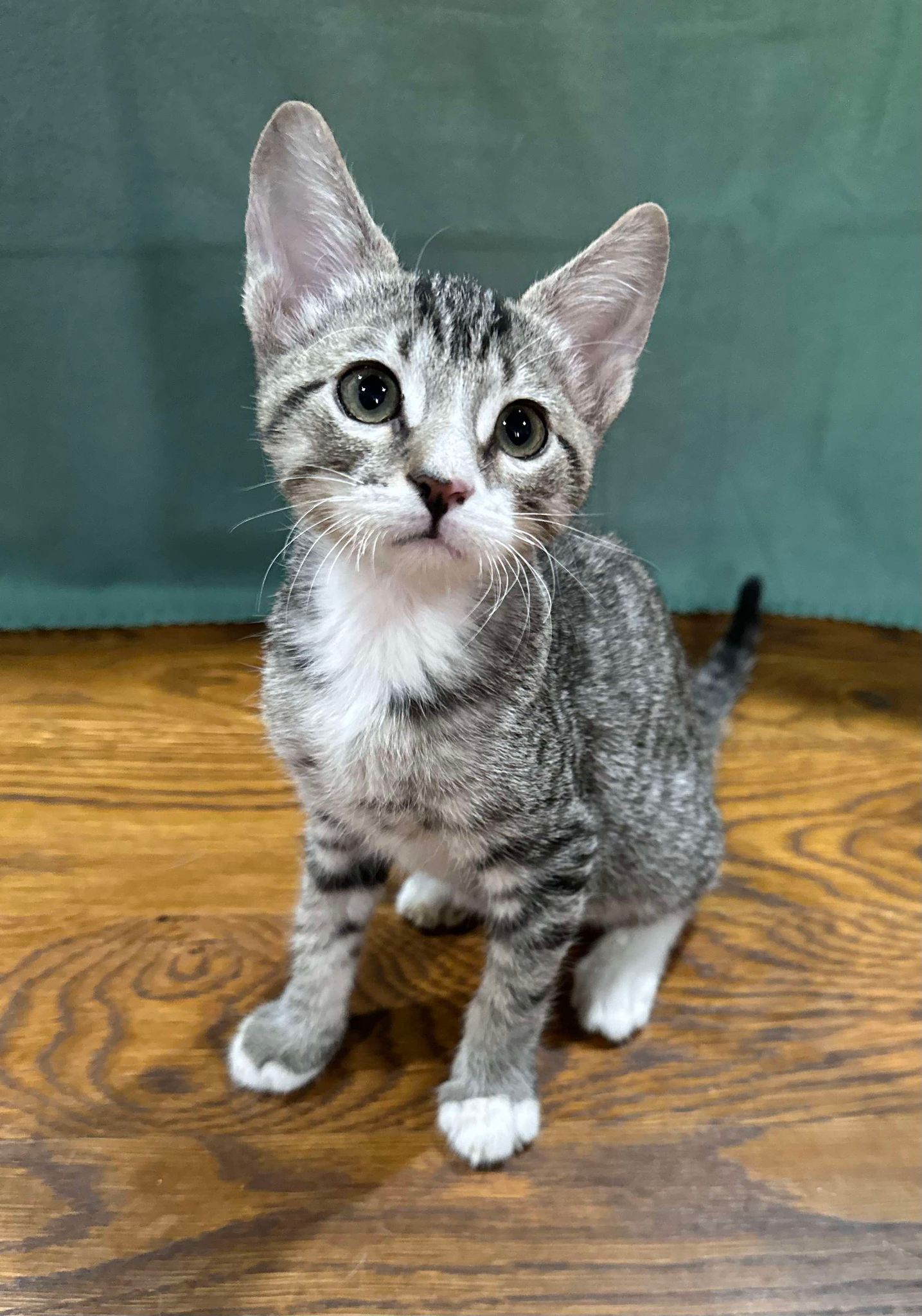 Enlarge Lenny, a Adopted mixed breed in Branson, MO image 3/4