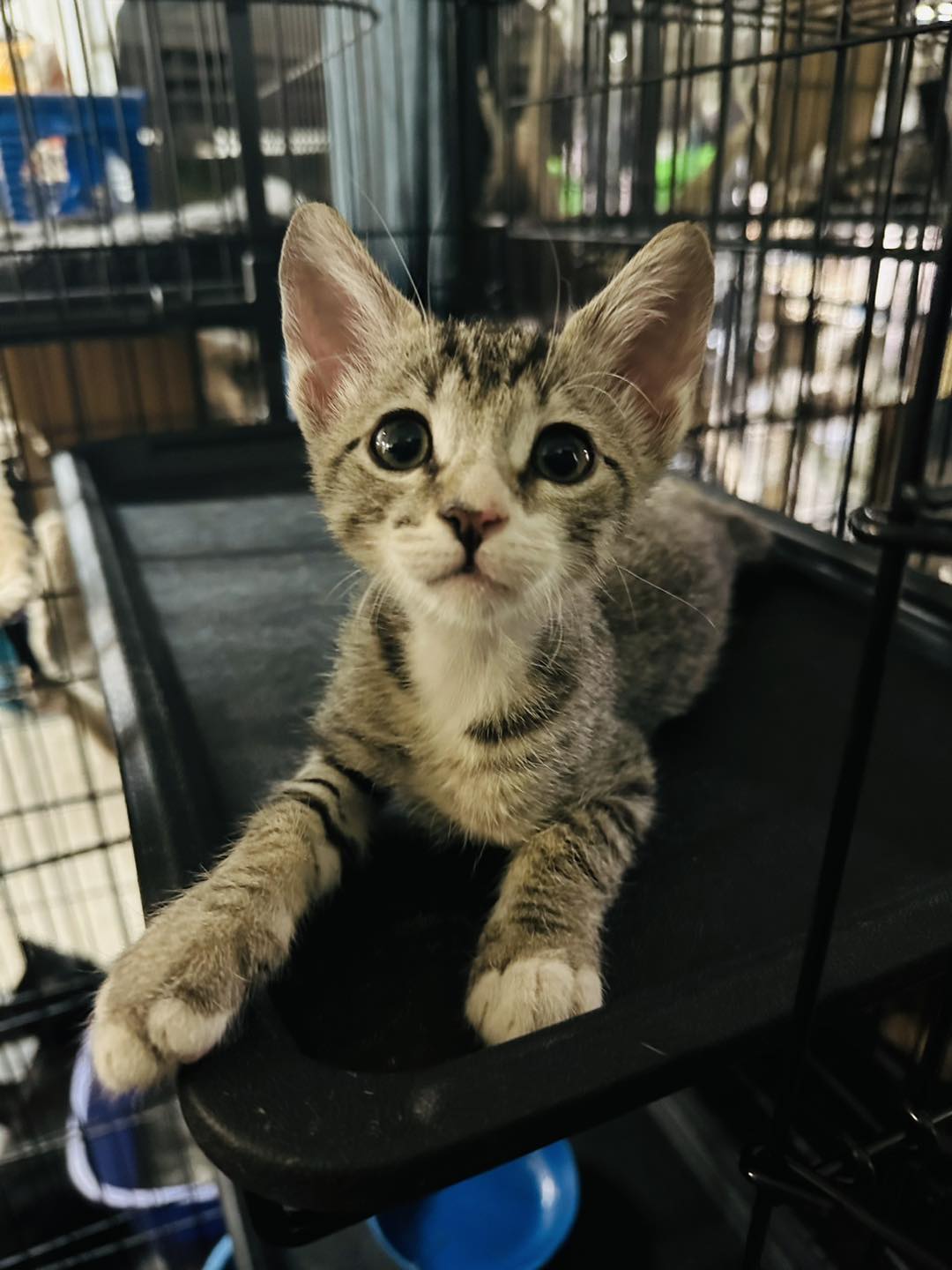 Enlarge Lenny, a Adopted mixed breed in Branson, MO image 4/4