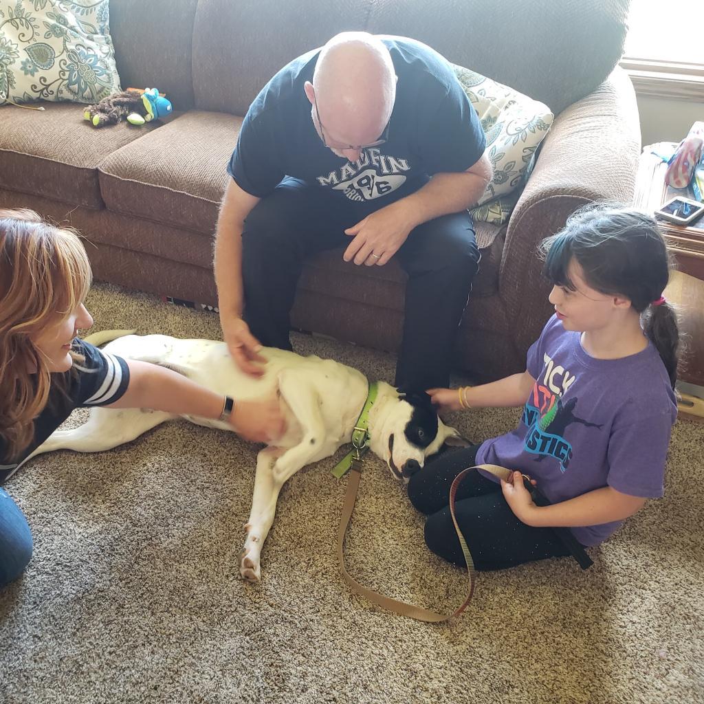 Enlarge Luna, a Adoptable mixed breed in Bismarck, ND image 1/6