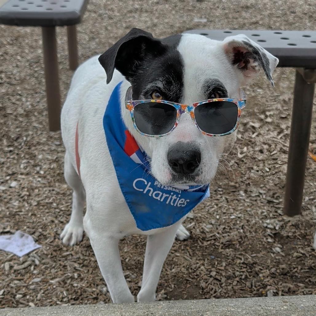 Enlarge Luna, a Adoptable mixed breed in Bismarck, ND image 2/6