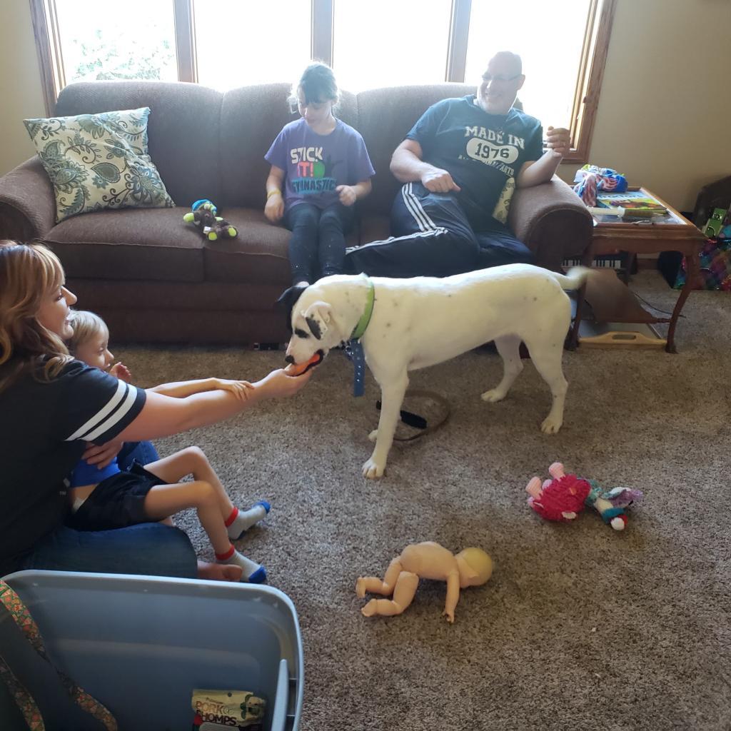Enlarge Luna, a Adoptable mixed breed in Bismarck, ND image 3/6