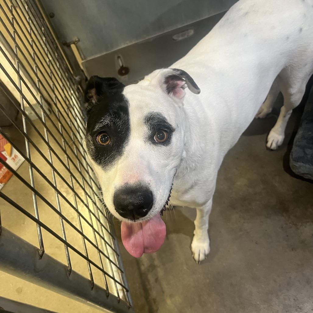 Enlarge Luna, a Adoptable mixed breed in Bismarck, ND image 4/6
