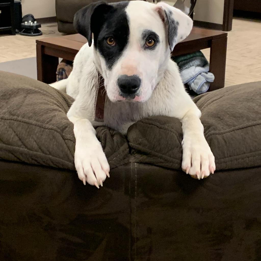 Enlarge Luna, a Adoptable mixed breed in Bismarck, ND image 5/6