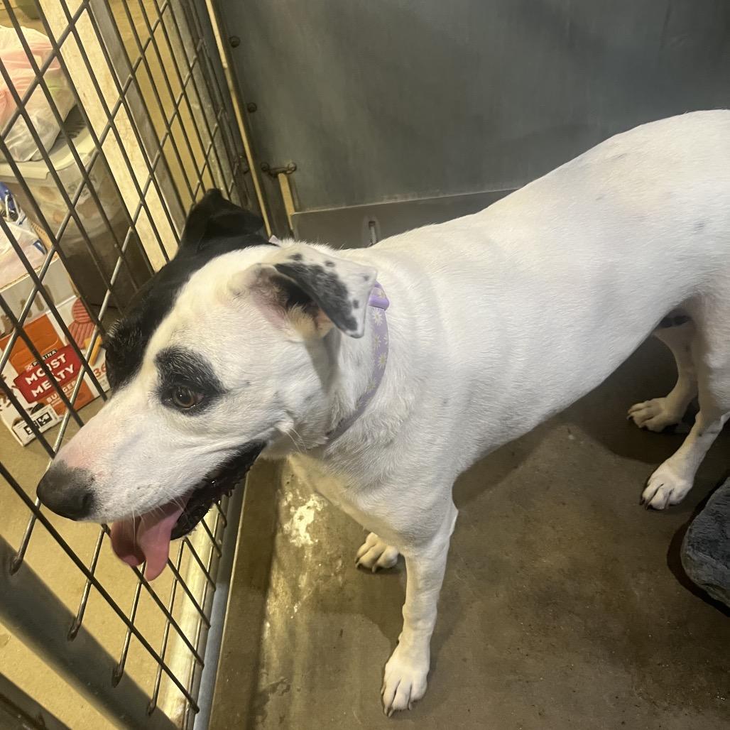 Enlarge Luna, a Adoptable mixed breed in Bismarck, ND image 6/6