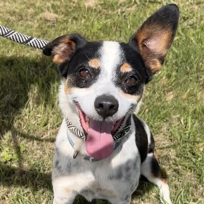 Chuy, a ADOPTABLE mixed breed in The Colony, TX image 2/3