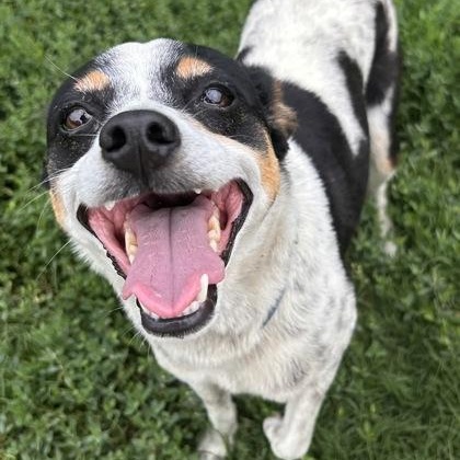 Chuy, a ADOPTABLE mixed breed in The Colony, TX image 1/3