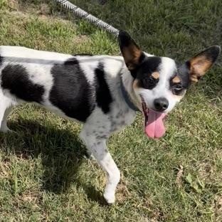 Chuy, a ADOPTABLE mixed breed in The Colony, TX image 3/3