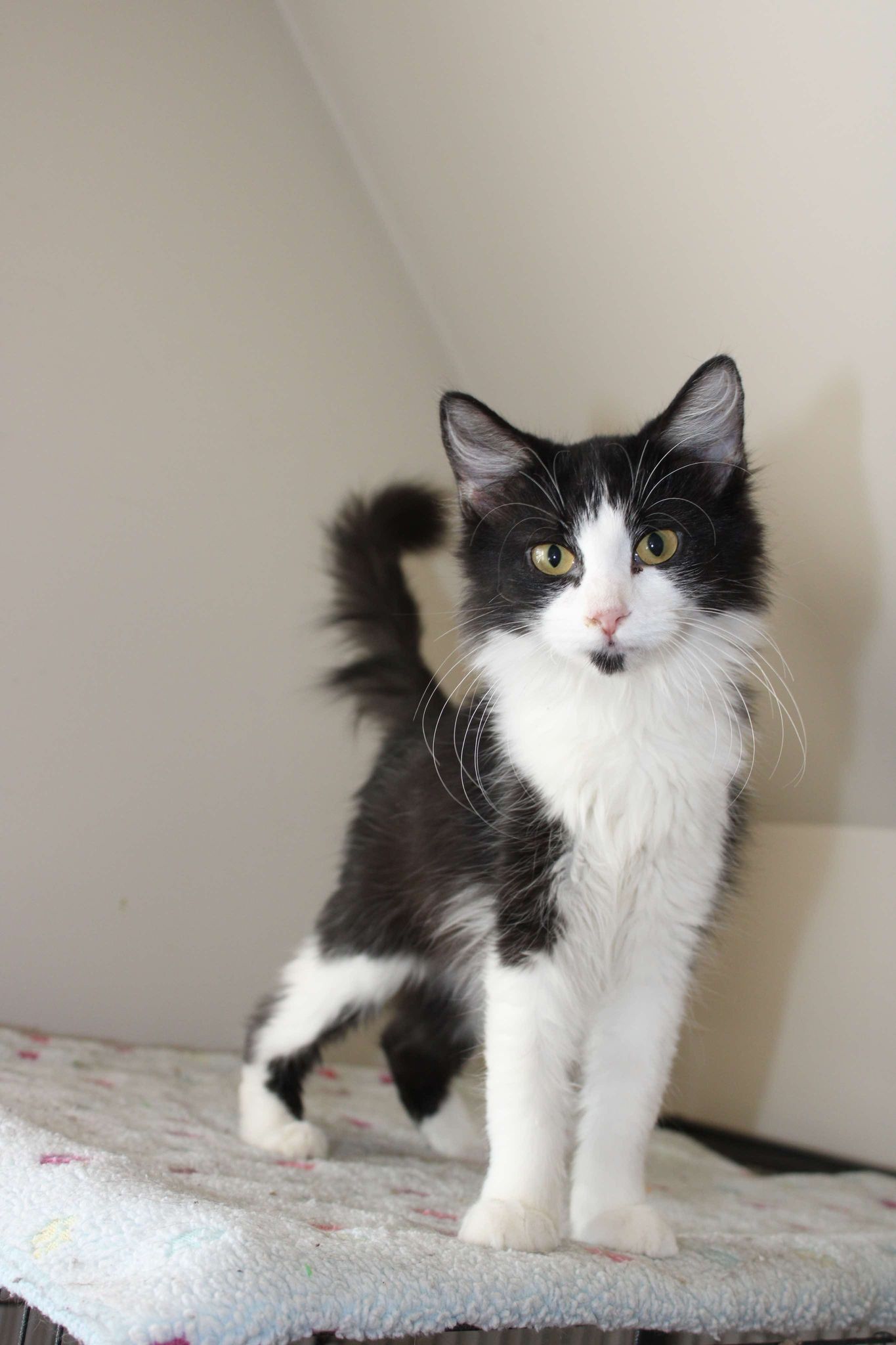 Kona, Adopted, Kitten Female Domestic Long Hair.