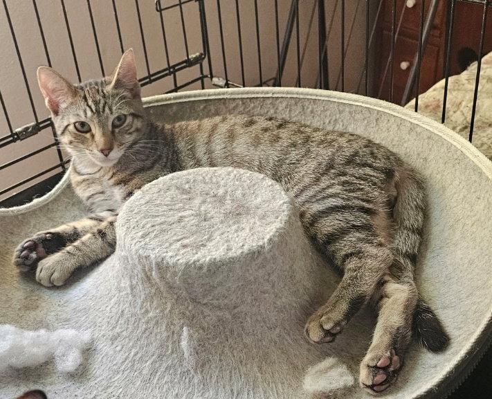 Enlarge Pudding Pie, a Adoptable Domestic Short Hair in Morganville, NJ image 1/1