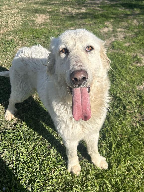 Annie, an adoptable Great Pyrenees, Akbash in Hollister, CA, 95023 | Photo Image 1