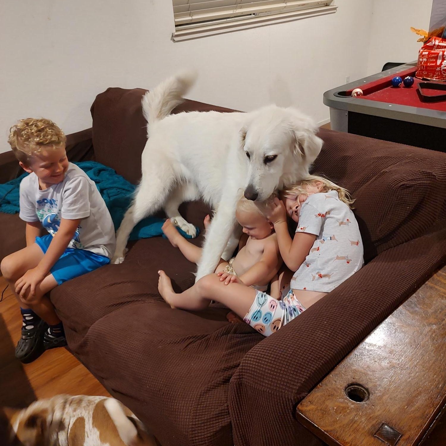 Annie, an adoptable Great Pyrenees, Akbash in Hollister, CA, 95023 | Photo Image 4