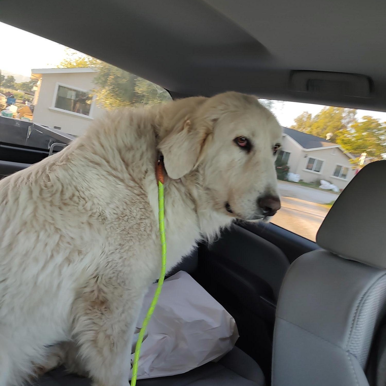 Annie, an adoptable Great Pyrenees, Akbash in Hollister, CA, 95023 | Photo Image 2