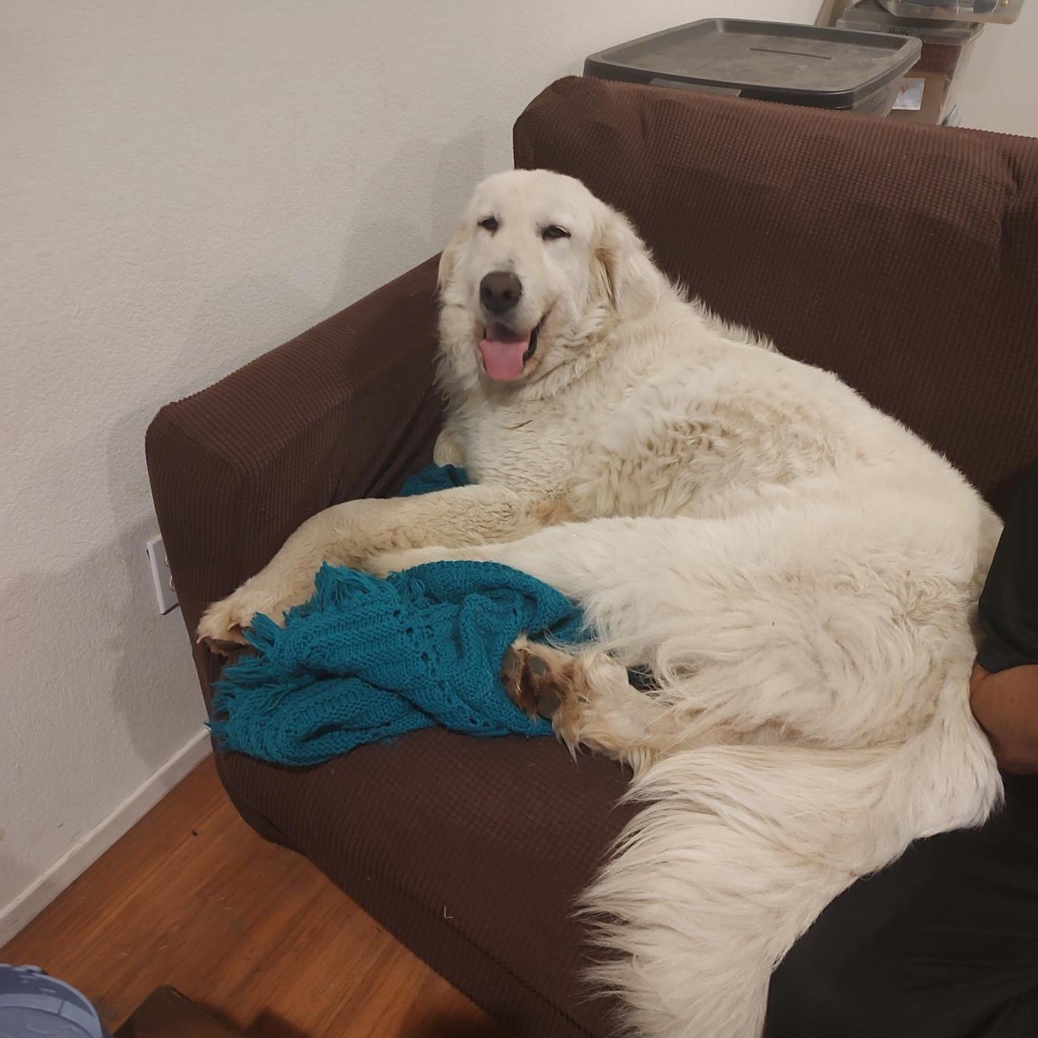 Annie, an adoptable Great Pyrenees, Akbash in Hollister, CA, 95023 | Photo Image 3